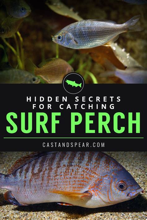 Catch More Surf Perch! | Surfing, Fish, Inshore fishing