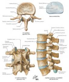 Lumbar Vertebrae - Physiopedia