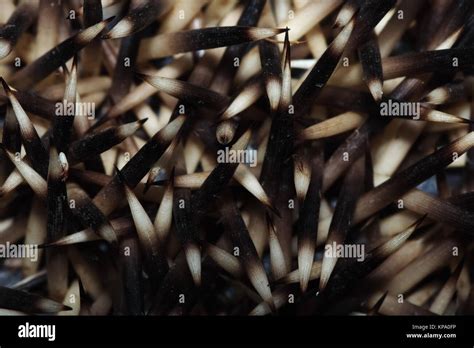 hedgehog spines Stock Photo - Alamy