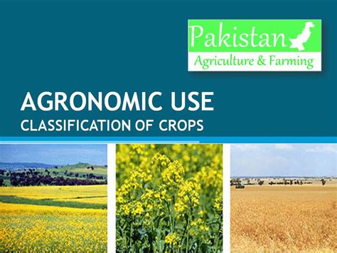 Agronomic Use Classification of Crops