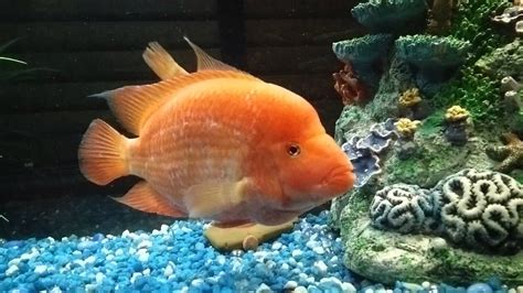 Red Devil Cichlid • Care Guide (Tank Setup, Mates & Diet)