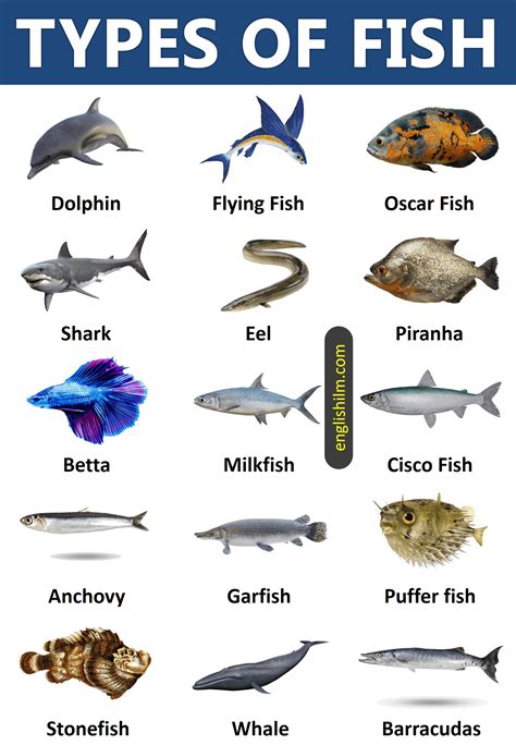 Types of Fish from All Around the World | 45 Types of Fish | Types of ...