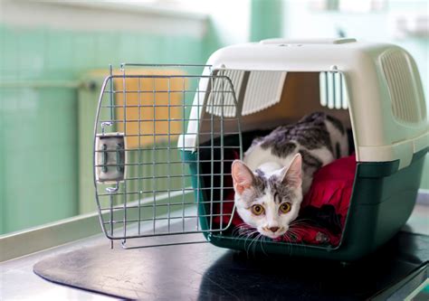 What to Expect After Spaying/Neutering Your Cat – Large House Cats