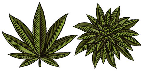 Weed Plant Drawing Svg