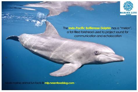 Indo Pacific bottlenose dolphin - Alchetron, the free social encyclopedia