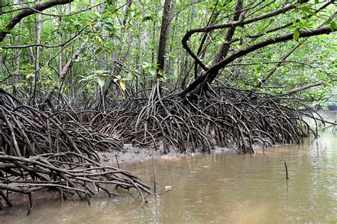 Mangrove Swamp - Stock Image - C033/8961 - Science Photo Library