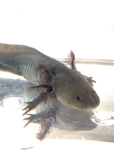 Lavender Melanoid #4 – Ivy's Axolotls - Quality Pet Axolotls Since 2018