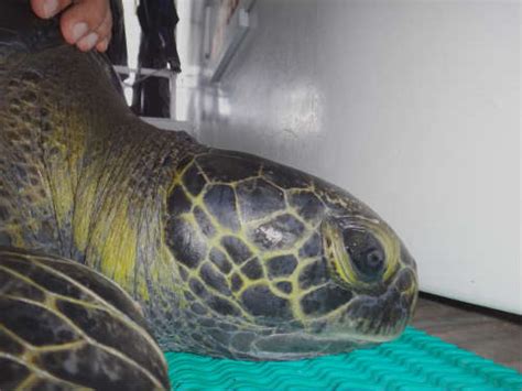 Green Sea Turtle ‘Sanjay’ Makes Historic Migration | Turtle Island ...