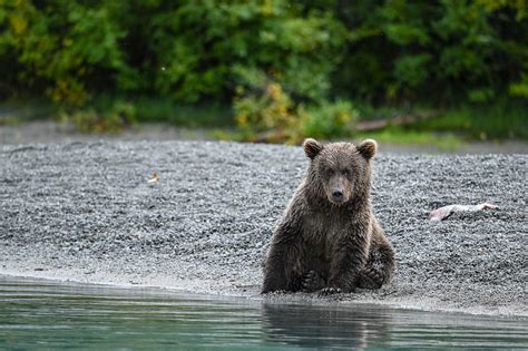 Alaska Bear Viewing Guide | ALASKA.ORG