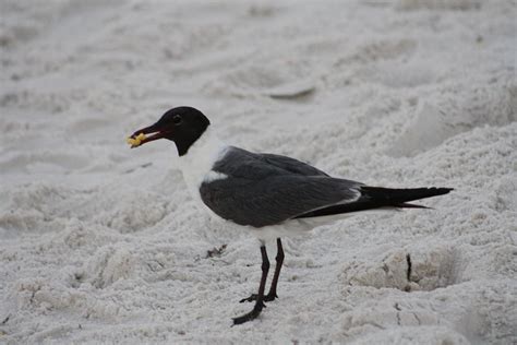 Laughing Gull Snacking Photograph by Selena Lorraine - Fine Art America