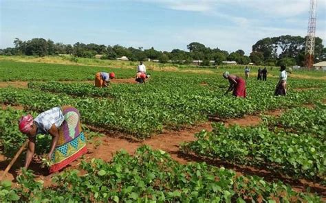 Soybean Innovation Lab Assists Crop Production in Africa | Lab Manager