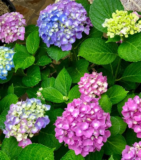 At Rivercrest Cottage: Grow A Beautiful Hydrangea Plant Of Your Own