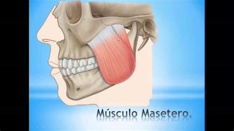 Musculo Masetero Funcion