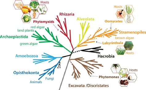 A schematic current eukaryotic tree of life indicating the phylogenetic ...