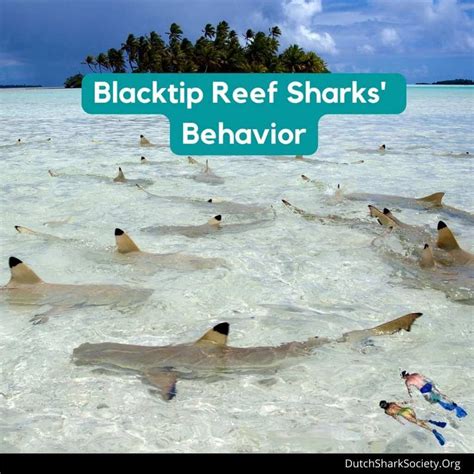 Blacktip Reef Sharks Facts And Info Guide - Dutch Shark Society