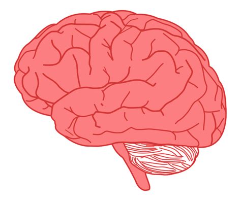 Brain Clip art - Cute Brain Cliparts png download - 742*633 - Free ...