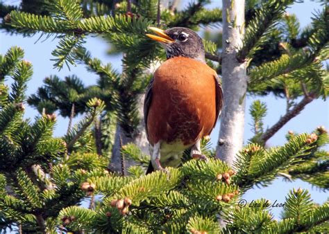 Birding with Lisa de Leon: American Robin - Nesting Behaviour