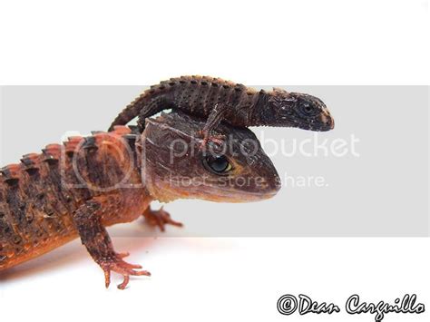 Tribolonotus Novaeguinea..FAMILY ALBUM;) | Reptile Forums