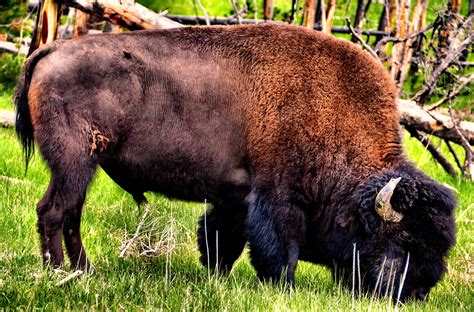 Wild Bison Grazing at Yellowstone National Park, Wyoming - Encircle Photos