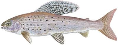 Fish Identification: Arctic Grayling (Thymallus arcticus)