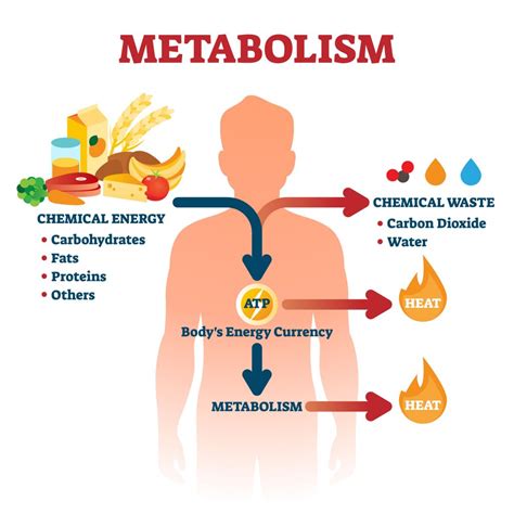 7a4 Metabolism – HumanBio