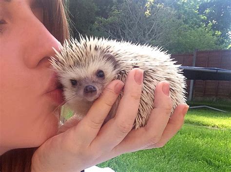 An Honest Guide To Owning A Pet Pygmy Hedgehog - Slurp Social