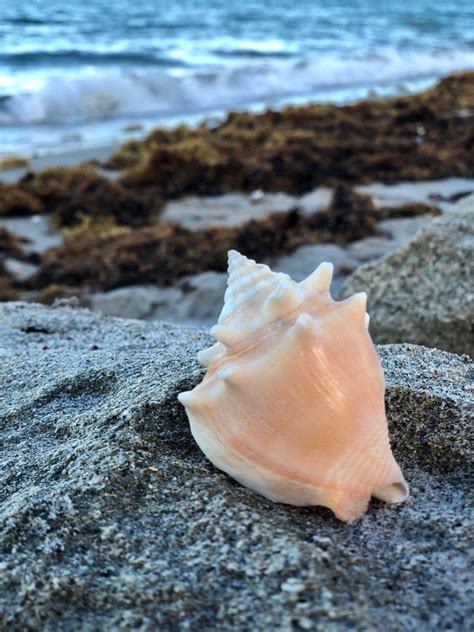 Seashell Juvenile Florida Fighting Conchs Strombus alatus | Etsy | Sea ...