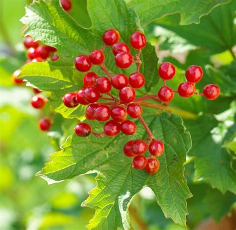 19 Berry-Producing Plants That Will Attract Birds to Your Yard | Berry ...