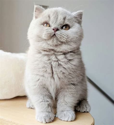 AYSUN🌙 #AYSUN #britishshorthaircats | British shorthair kittens, Cute ...