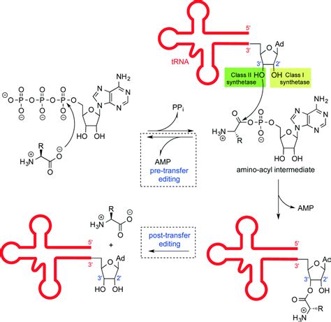 Aminoacyl Trna Synthetase Mechanism