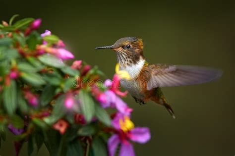 Bird Wuth Pink Flower Bloom. Scintillant Hummingbird, Selasphorus ...