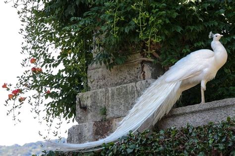 The White Peacock: A Magnificent Bird - Owlcation