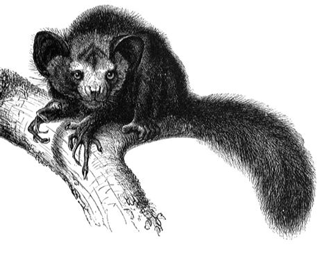 nevertheless: Aye-aye; Endangered Species