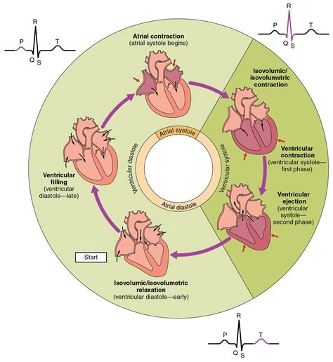 193 Cardiac Cycle – Anatomy And Physiology — db-excel.com