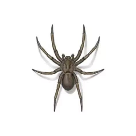 Wolf Spider Identification & Habitat | Spiders in Central & Eastern ...