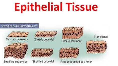 8 Types Of Epithelial Tissue