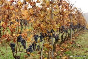 Nebbiolo harvest