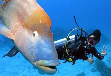 Great Barrier Reef Scuba Diving - Great Adventures Cruises | Great ...