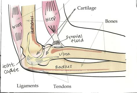 Labelled diagram of a human elbow | Bone and joint, Ligaments and ...