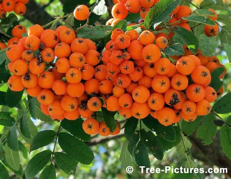 Mountain Ash Tree, Pictures of Sorbus aucuparia