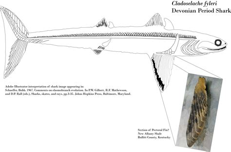 Louisville Fossils and Beyond: Cladoselache Shark Fossil