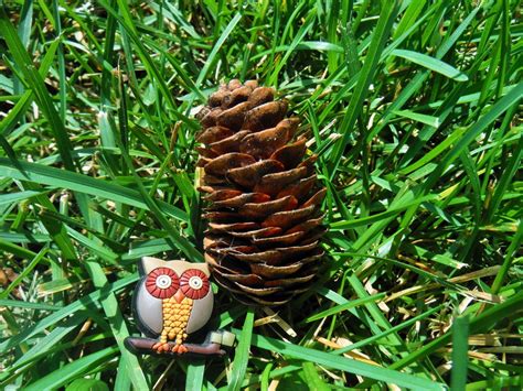 AP Biology Scavenger Hunt : Gymnosperm Cone