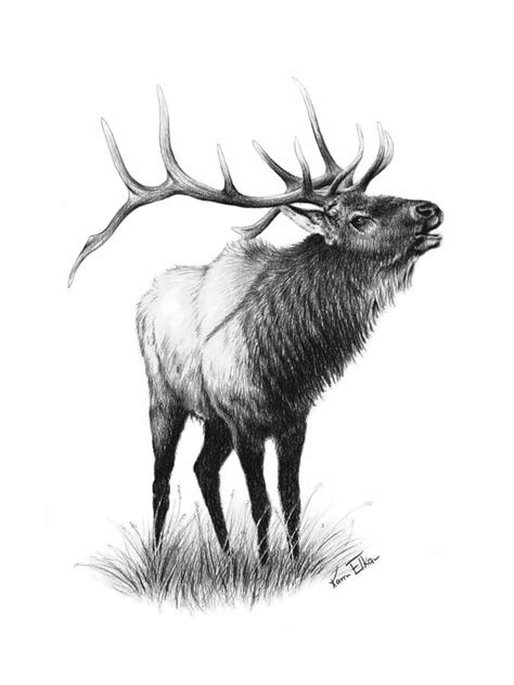 The Elk Drawing by Karen Elkan