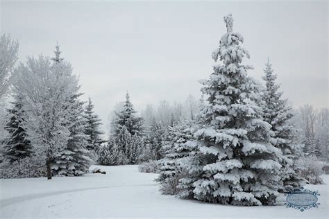 Free photo: Trees With Snows - Cold, Park, Winter - Free Download - Jooinn