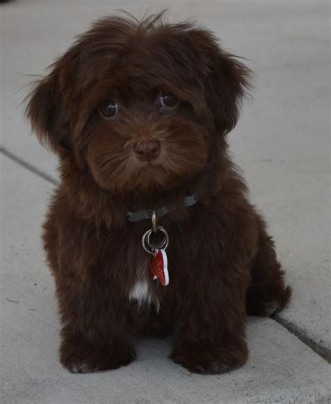 9 best Chocolate Havanese images on Pinterest | Little dogs, Doggies ...