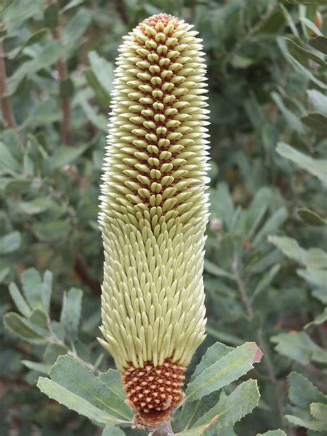 PlantFiles Pictures: Banksia Species, Popcorn Banksia, Sceptre Banksia ...