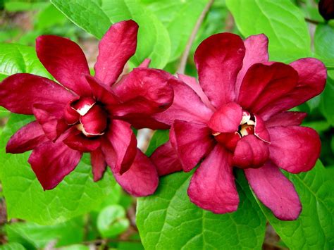 10 Sweet Shrub, Carolina Allspice, Calycanthus Floridus, Shrub Seeds ...