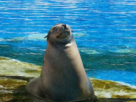 Sea Lion Habitat on Oahu Island | Sea Life Park Hawaii