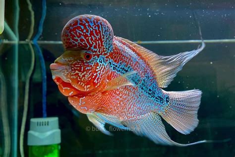 Flowerhorn Cichlid Care: Lifespan, Tank Mates, Diet & more