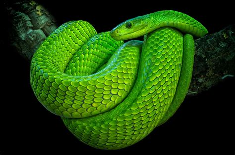 Green Mamba by Friedhelm Peters / 500px | Snake, Mamba snake, Green snake